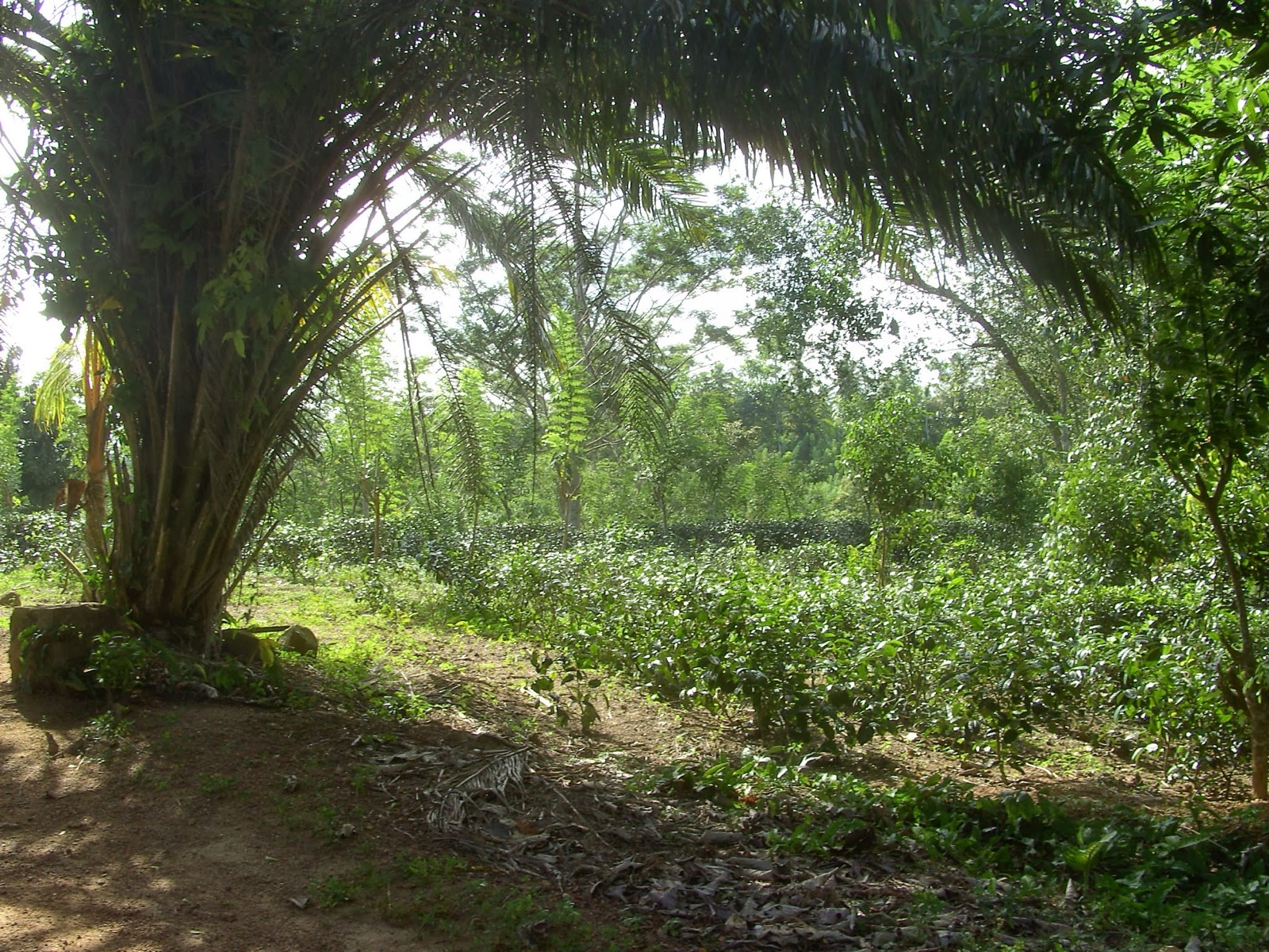 Coastal scene near Ahangama, Sri Lanka
