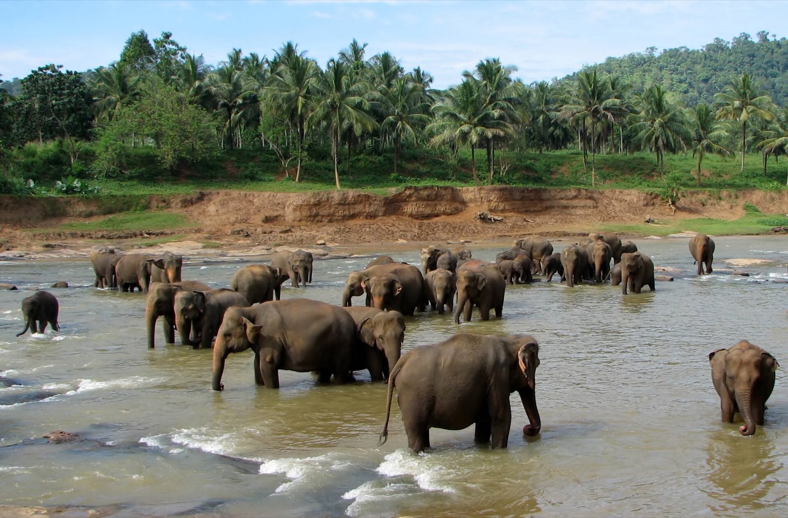 Elephants at Pinnawala in Sri Lanka