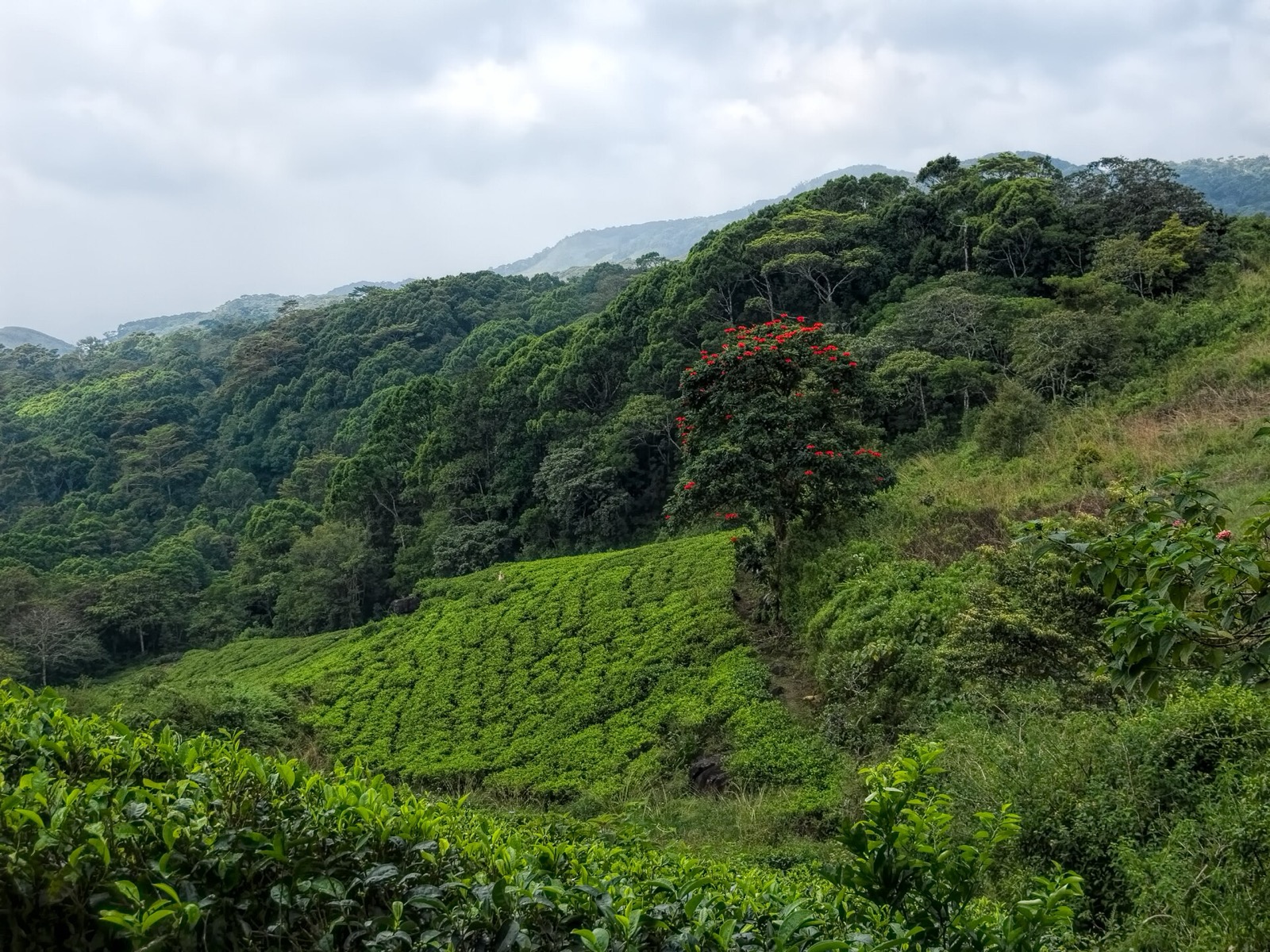 Sinharaja Forest Reserve in Sri Lanka