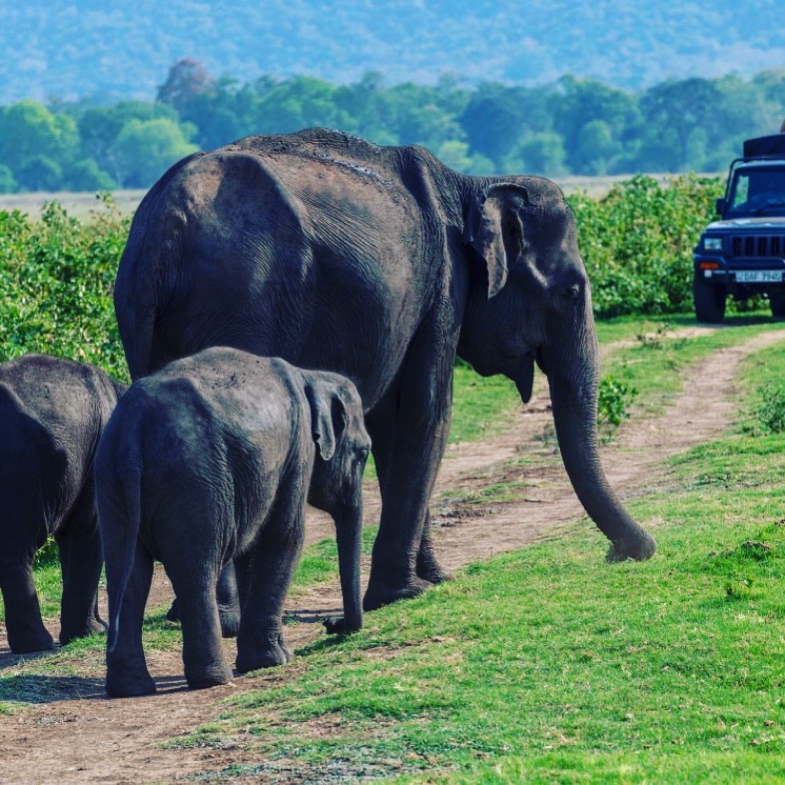 Safari jeep in Sri Lanka
