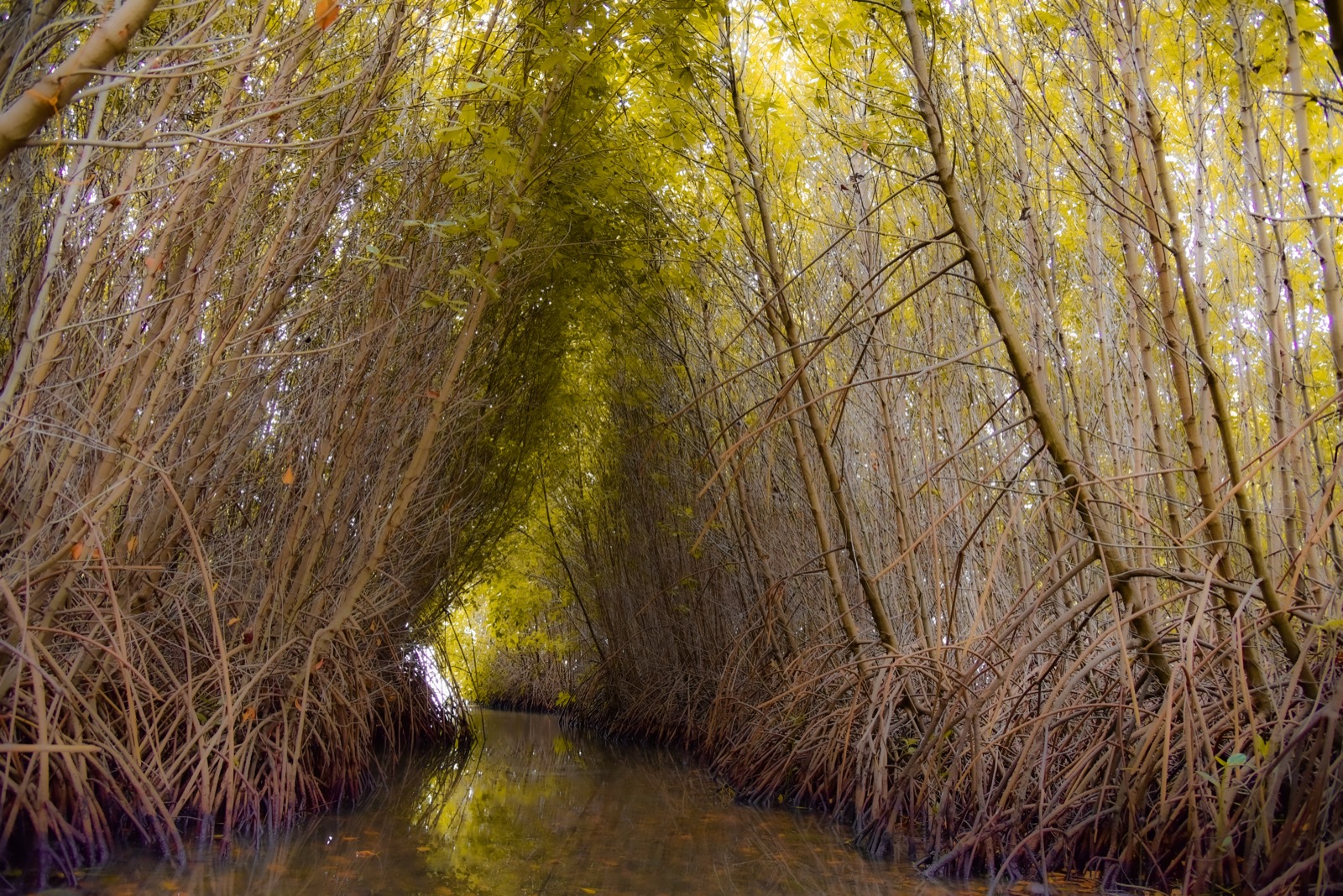 Mangrove forest experience in Sri Lanka